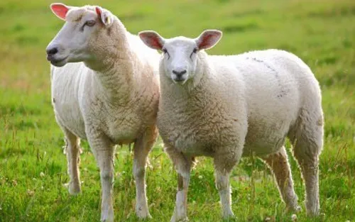 Deccani Sheep